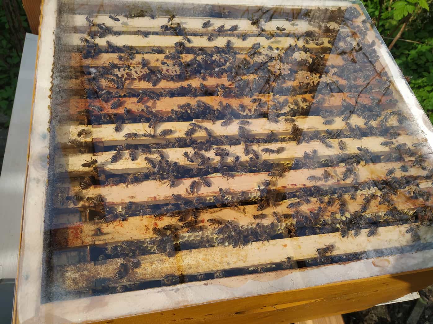 L'apicoltore ispeziona l'alveare durante il workshop: api operaie, fuchi e regina